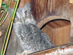baby owl