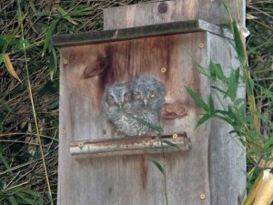 baby owls on Saturday